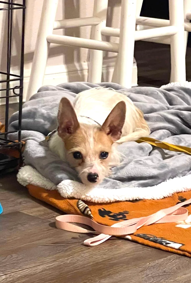 An adult small-sized male White / Cream Chihuahua dog named Petey a lil wire for adoption in Lockhart, TX