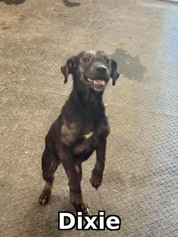 A baby medium-sized female Mixed Breed dog named Dixie for adoption in Rock Hill, NY
