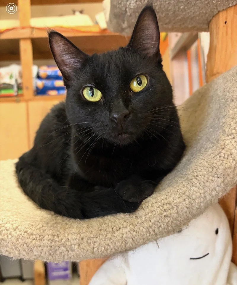 A young medium-sized female Black Domestic Short Hair cat named Black Beauty for adoption in Blasdell, NY