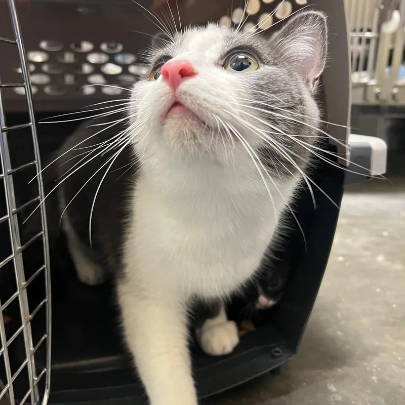 A young medium-sized female Domestic Short Hair cat named Mary for adoption in Pittsburgh, PA