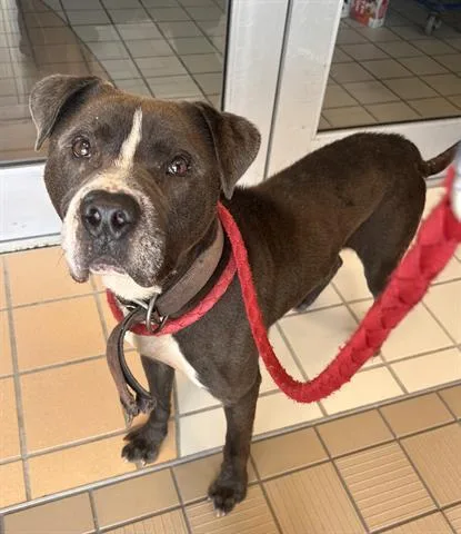 A senior medium-sized male Pit Bull Terrier dog named Waldo for adoption in Dayton, OH