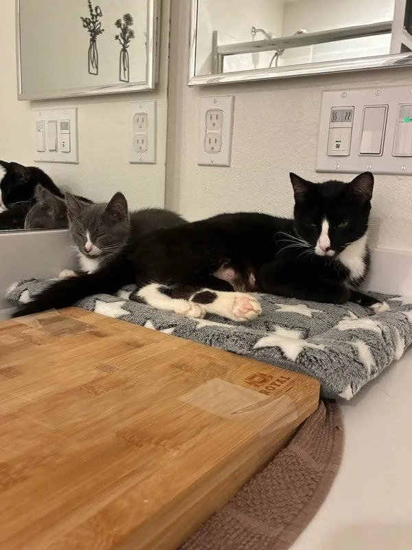 A young medium-sized female Domestic Short Hair cat named Thora for adoption in Bonsall, CA