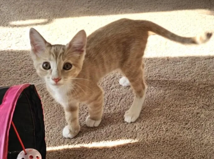An adult small-sized male Domestic Short Hair cat named Cooper for adoption in Burbank, CA