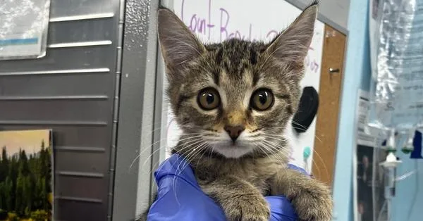 A baby small-sized female Domestic Short Hair cat named Gray for adoption in Fort Walton Beach, FL