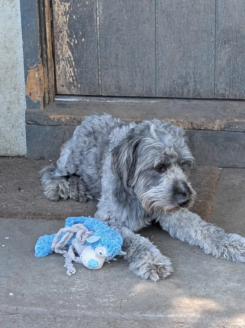 A young medium-sized male Gray / Blue / Silver Aussiedoodle dog named Max for adoption in COEUR D ALENE, ID