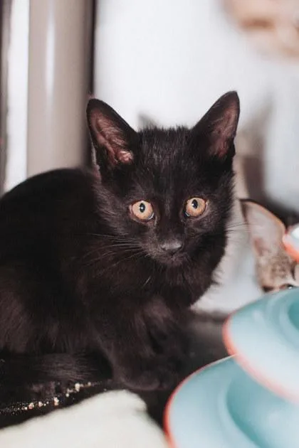 A young small-sized male Domestic Short Hair cat named A Thing for adoption in North Charleston, SC