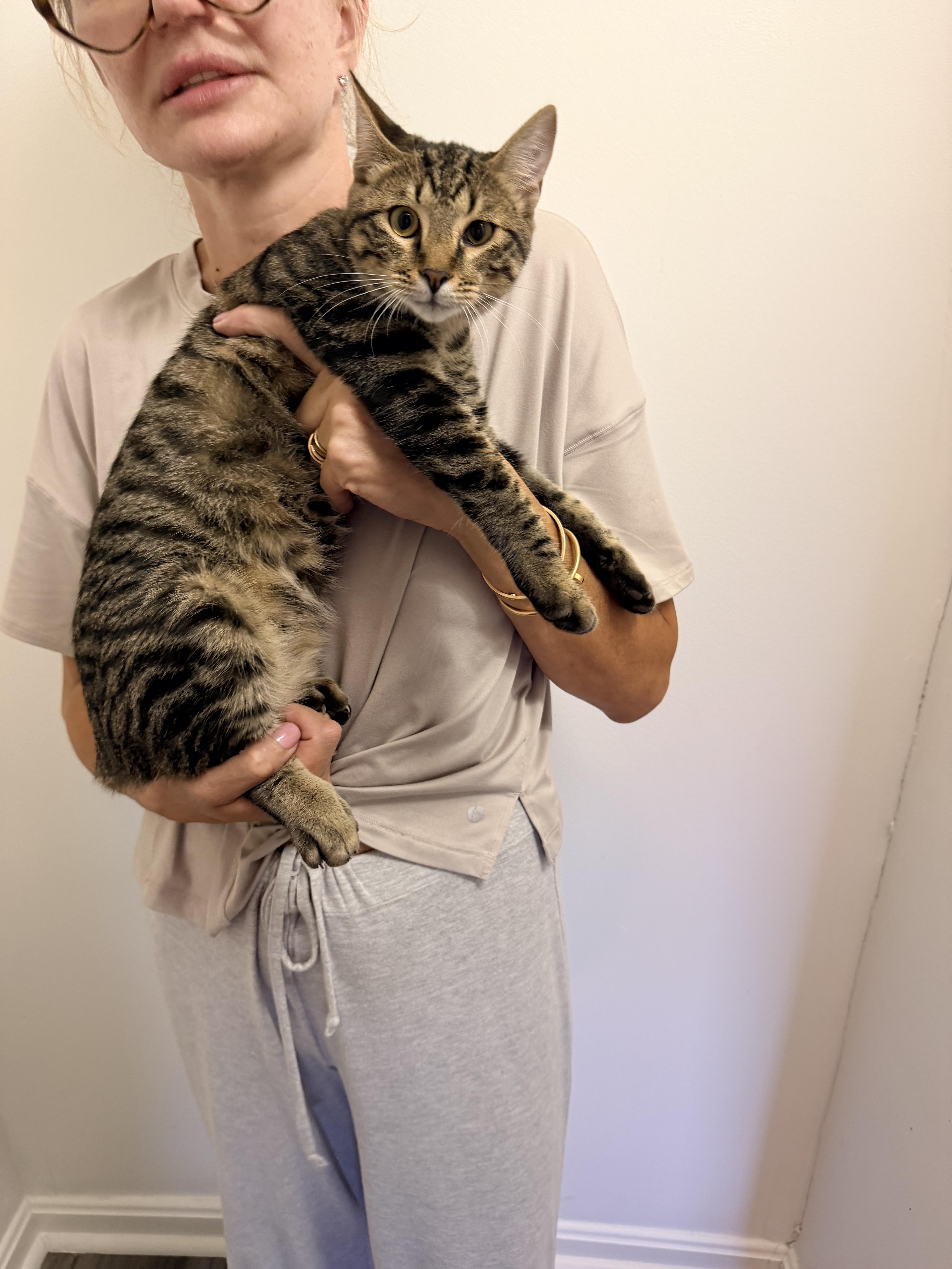 A baby medium-sized male Tabby (Gray / Blue / Silver) American Bobtail cat named Piper for adoption in Shrewsbury, MA