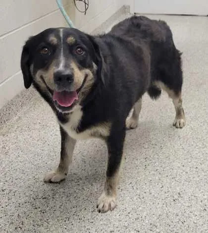 An adult large-sized female Black Mixed Breed dog named Abra for adoption in Kansas City, MO