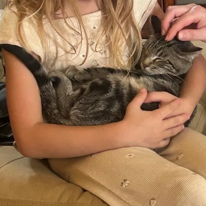 A young small-sized female Tabby (Gray / Blue / Silver) American Shorthair cat named Lily for adoption in Houston, TX