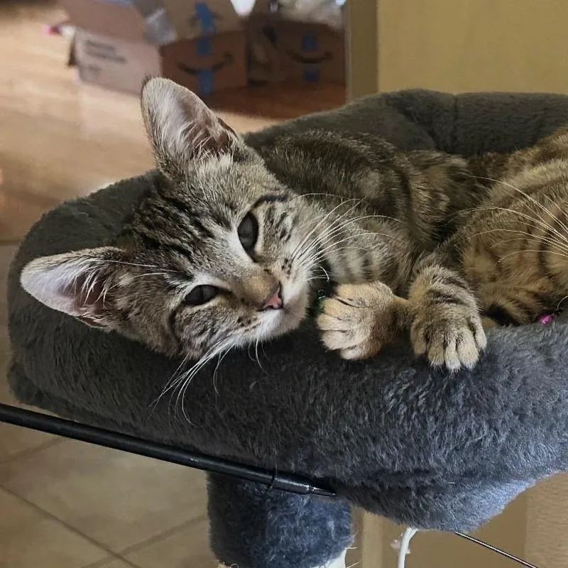 Lily thumbnail 3