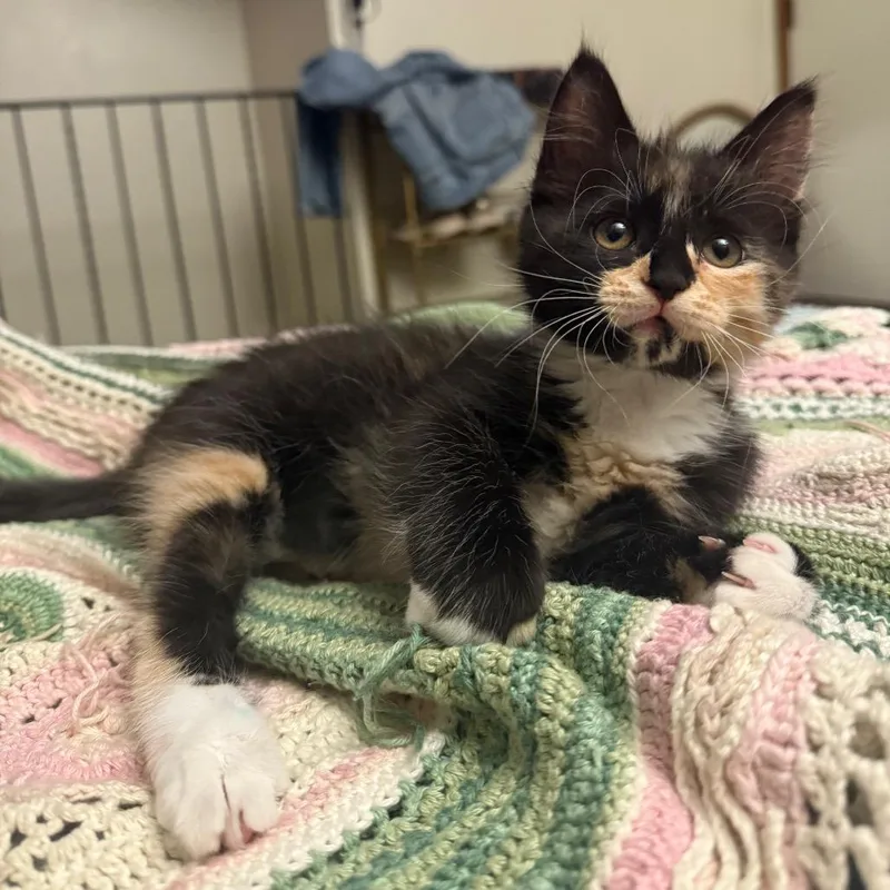 A baby small-sized female Domestic Long Hair cat named Dahlia for adoption in Spokane, WA