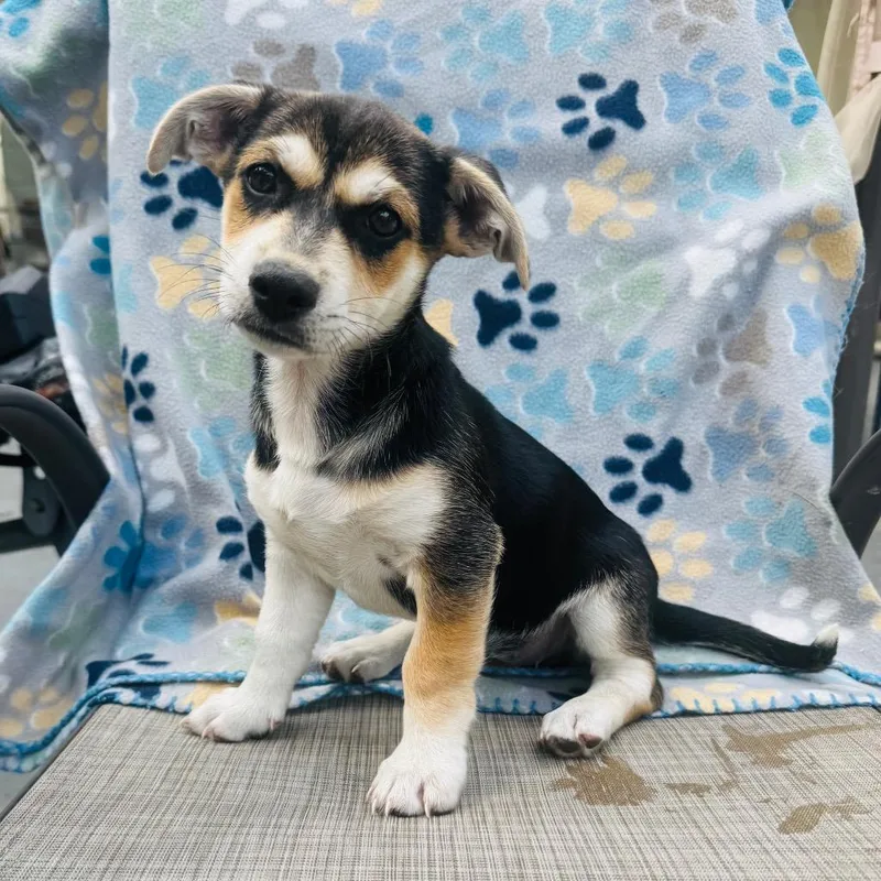 A baby small-sized female Chihuahua dog named Chira for adoption in St. Augustine, FL