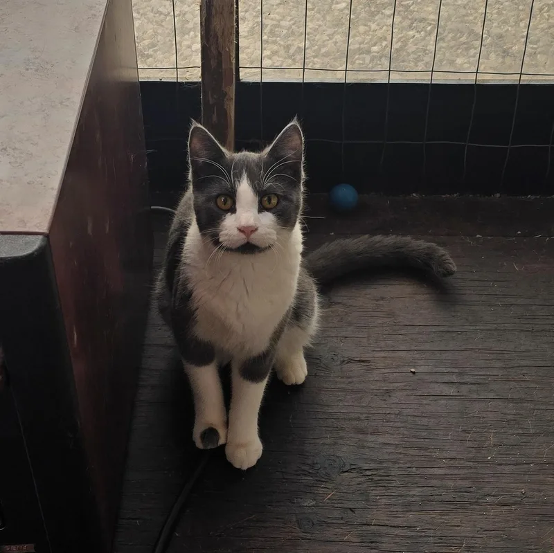 A young medium-sized female Gray & White American Shorthair cat named Pink Nose for adoption in Lake City, MN