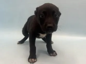A baby large-sized female Labrador Retriever dog named Goat for adoption in Coon Rapids, MN