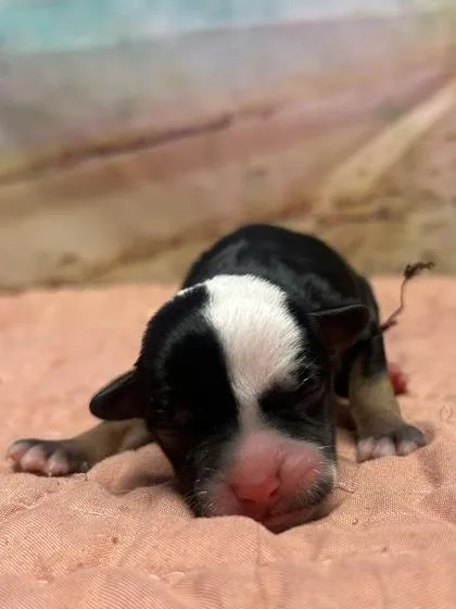 A baby small-sized female Terrier dog named Hermosa for adoption in San Antonio, TX