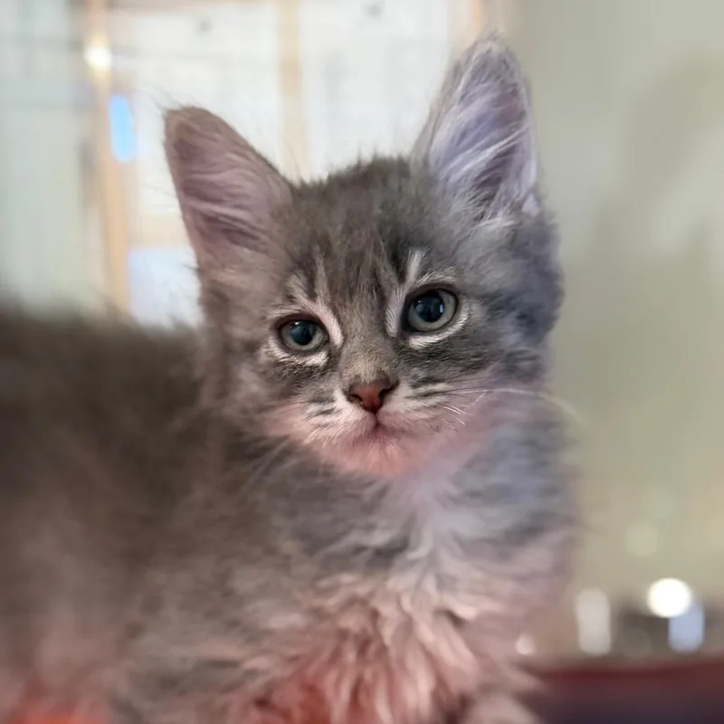 A baby small-sized female Gray / Blue / Silver Domestic Short Hair cat named May for adoption in Rifle, CO