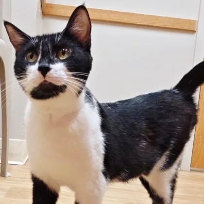 A young medium-sized female Domestic Short Hair cat named Chanel for adoption in Woodstock, IL