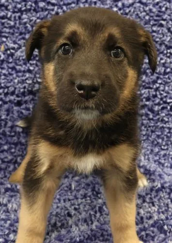 A baby medium-sized female Shepherd dog named Olive for adoption in Thief River Falls, MN