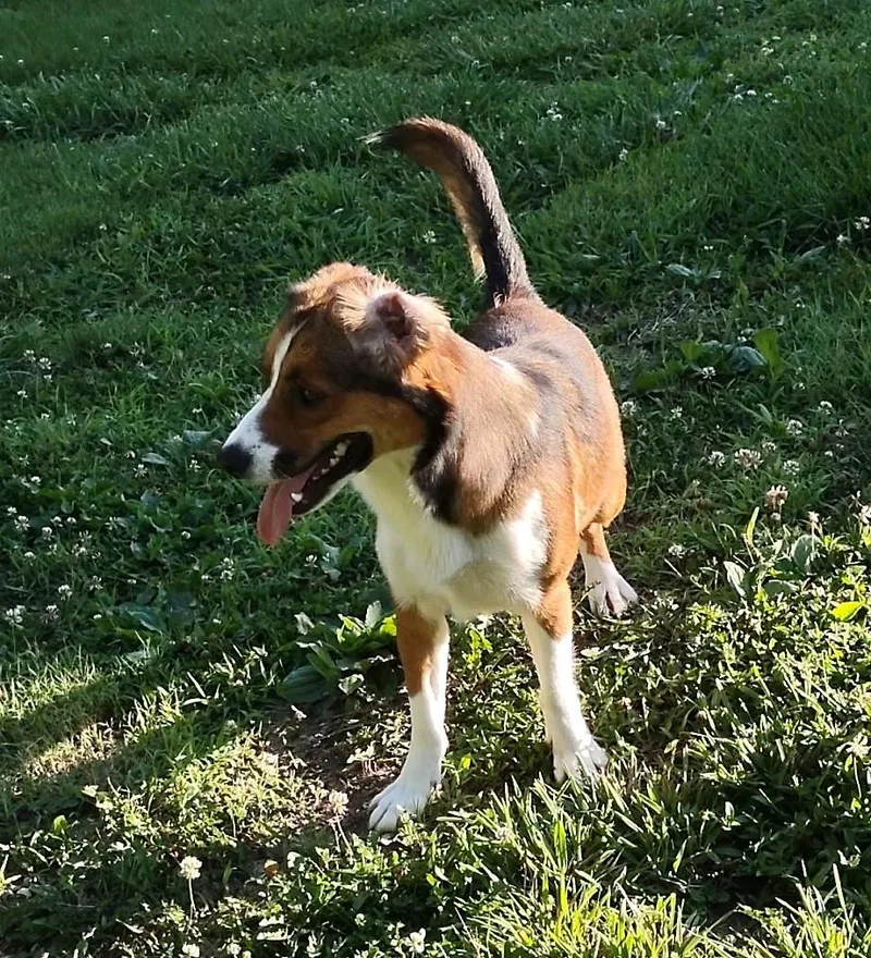 A young medium-sized female Tricolor (Brown, Black, & White) Collie dog named Dolly for adoption in Clay City, KY