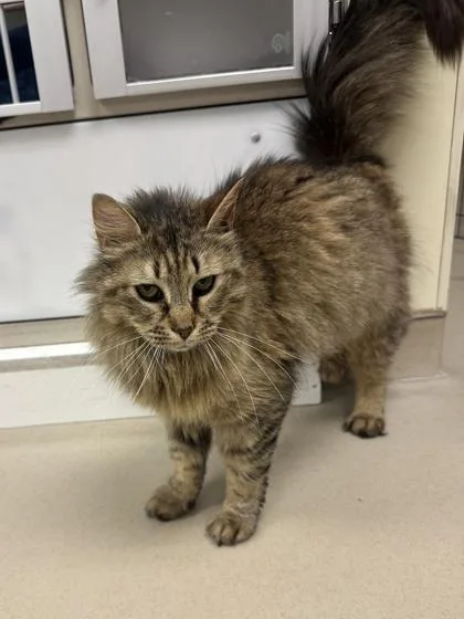 An adult medium-sized female Domestic Medium Hair cat named Zelda for adoption in Quakertown, PA
