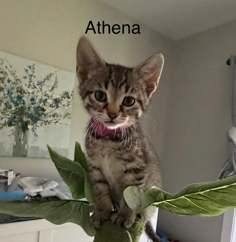 A baby small-sized female Tabby (Brown / Chocolate) Domestic Short Hair cat named Athena for adoption in Kenosha, WI