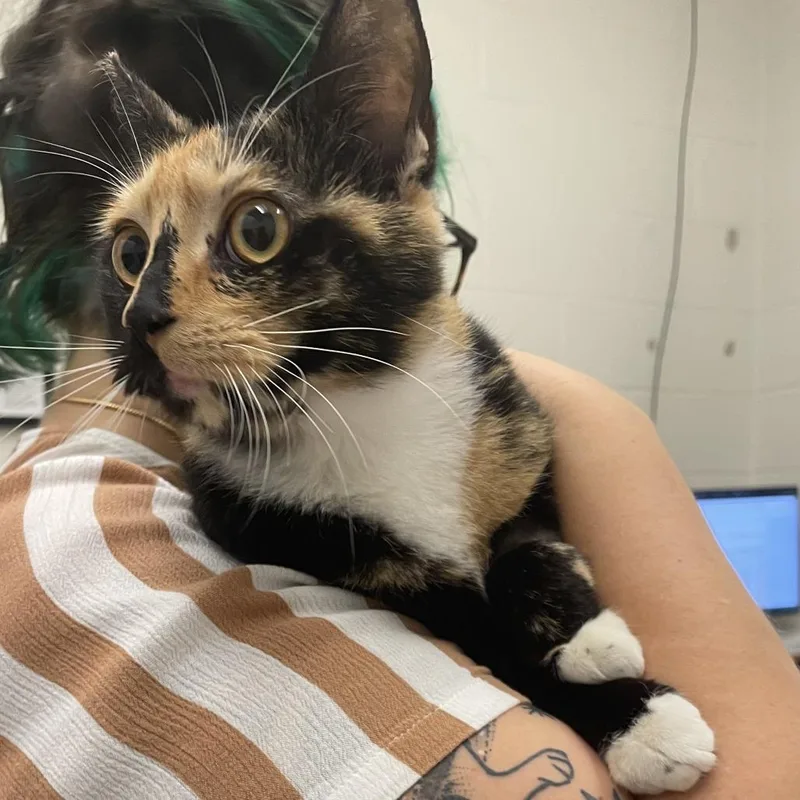 An adult medium-sized female Calico Domestic Short Hair cat named Kara for adoption in Gloucester, VA