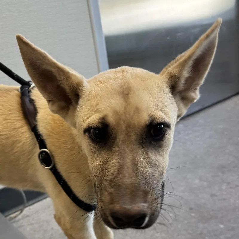 A young medium-sized male Yellow / Tan / Blond / Fawn Mixed Breed dog named Duncan for adoption in Las Cruces, NM