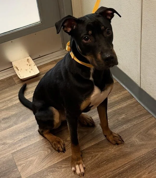 A young large-sized male Shepherd dog named Cerberus for adoption in San Diego, CA