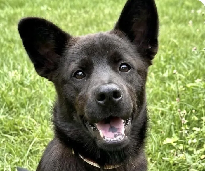 A baby medium-sized female Jindo dog named Ruby for adoption in San Ramon, CA