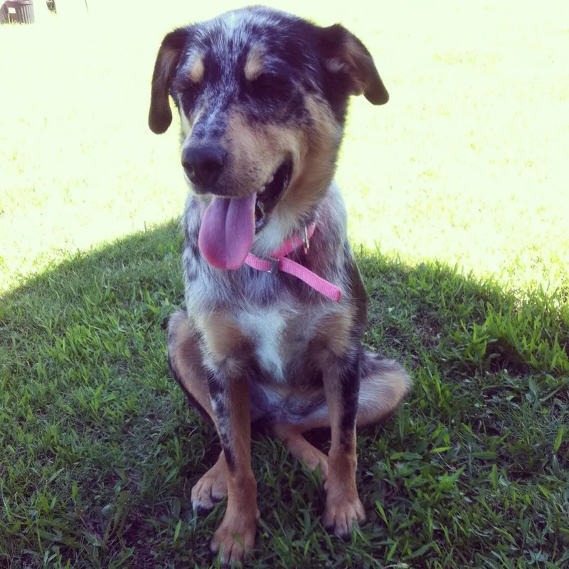 A young medium-sized female Australian Cattle Dog / Blue Heeler dog named Josie for adoption in Dallas, TX