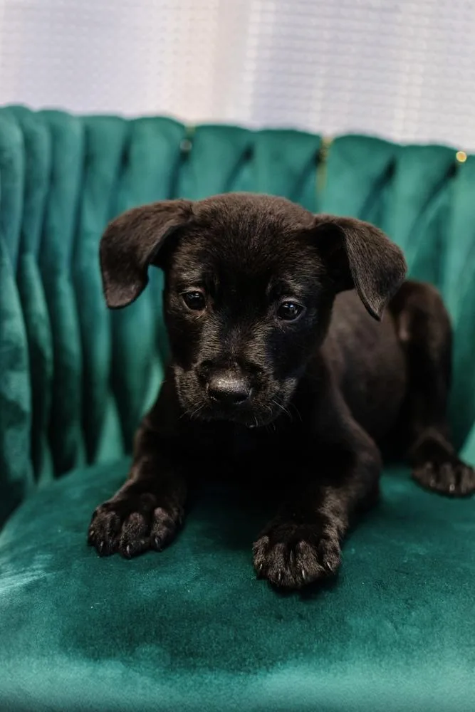 A baby large-sized male Black Rottweiler dog named Waco for adoption in Frankfort, NY