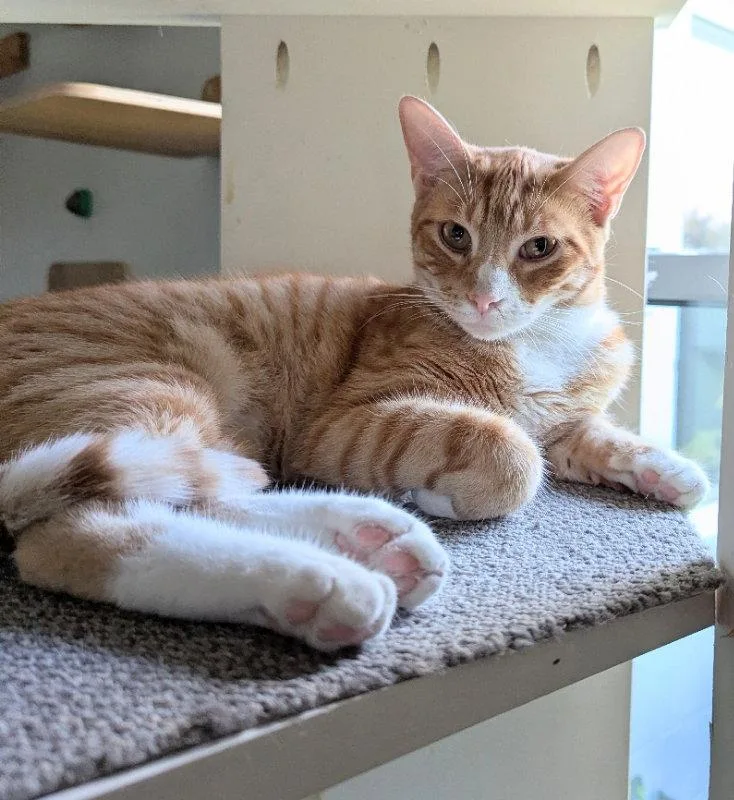 An adult medium-sized male Tabby cat named Pieter for adoption in Ocala, FL