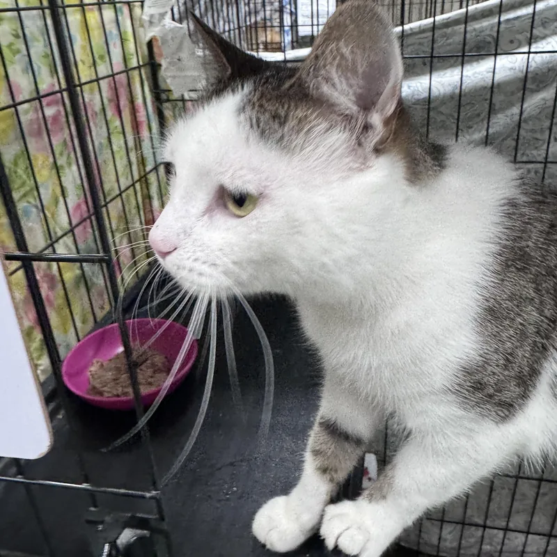 An adult medium-sized male Tabby (Brown / Chocolate) Domestic Short Hair cat named Nettle for adoption in Mokena, IL