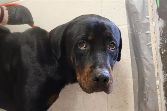An adult large-sized male Mixed Breed dog named Sedge for adoption in Columbia, SC