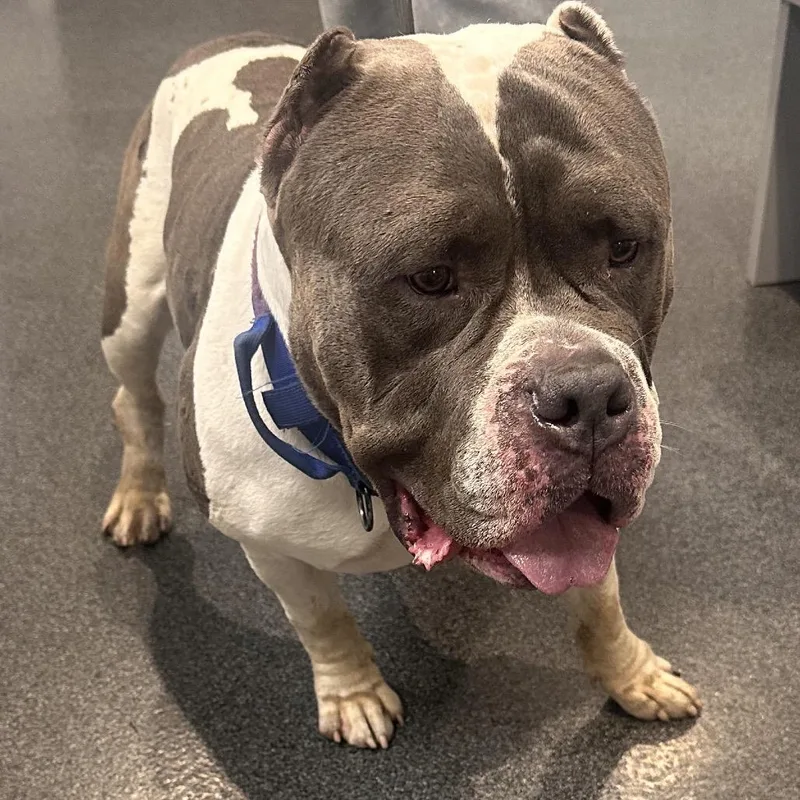 An adult extra large-sized male White / Cream Mixed Breed dog named Kratos for adoption in Allentown, PA