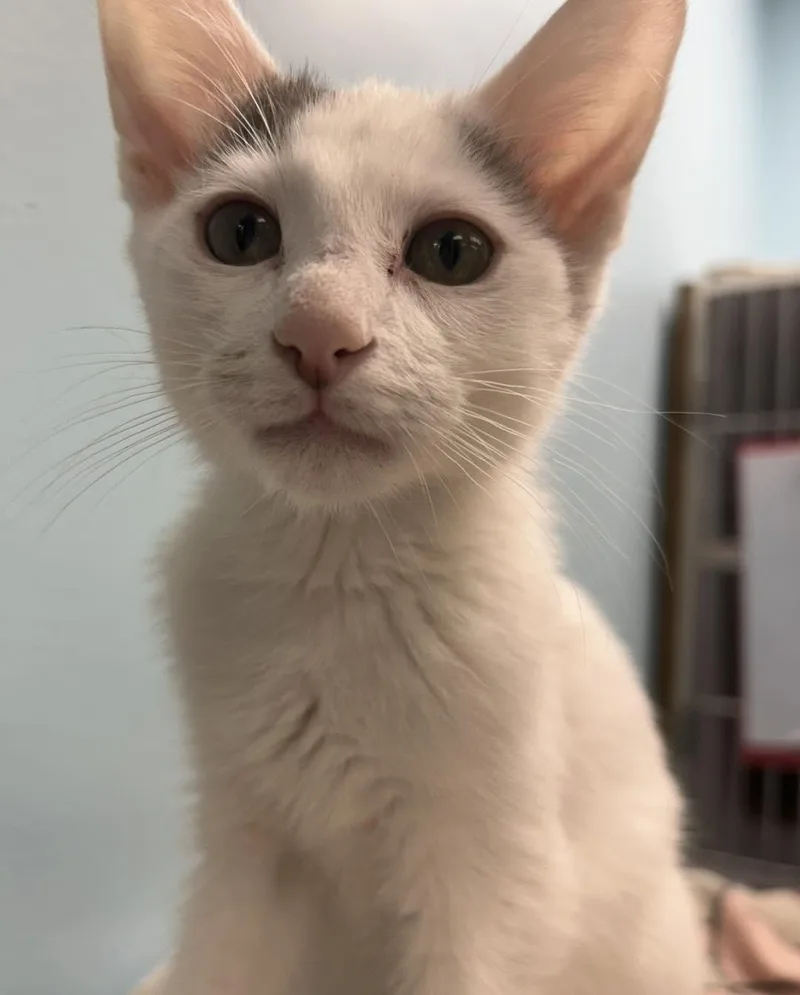 A young medium-sized male White Domestic Short Hair cat named Moon for adoption in Washburn, WI