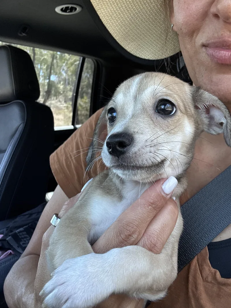A baby small-sized male Yellow / Tan / Blond / Fawn Dachshund dog named Ryder for adoption in San Diego, CA