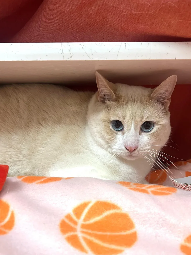 An adult medium-sized male Domestic Short Hair cat named Milo for adoption in Reisterstown, MD