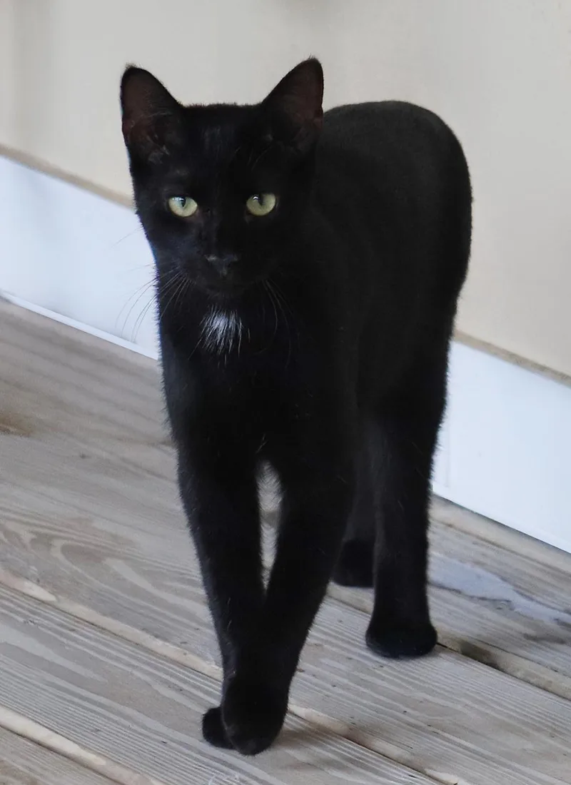 A young medium-sized male Domestic Short Hair cat named Echo for adoption in North Fort Myers, FL