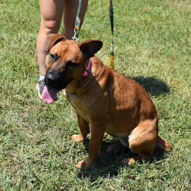 An adult medium-sized female Brown / Chocolate Mixed Breed dog named Honey for adoption in Searcy, AR
