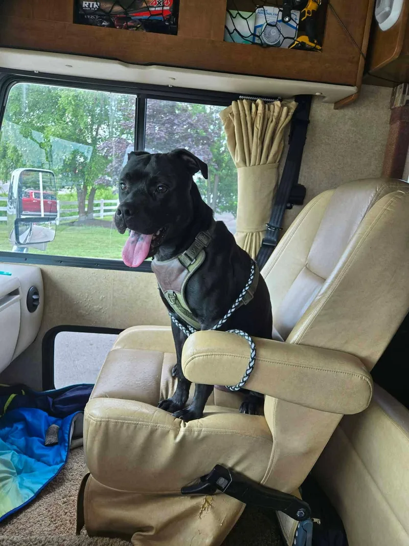 Handsome boy Apollo thumbnail 2