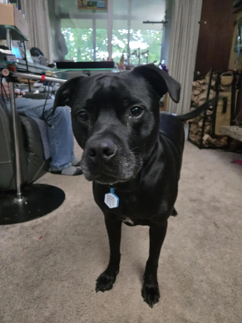 Handsome boy Apollo thumbnail 4