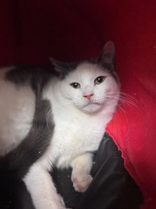 An adult medium-sized male Domestic Short Hair cat named Zack for adoption in Disputanta, VA