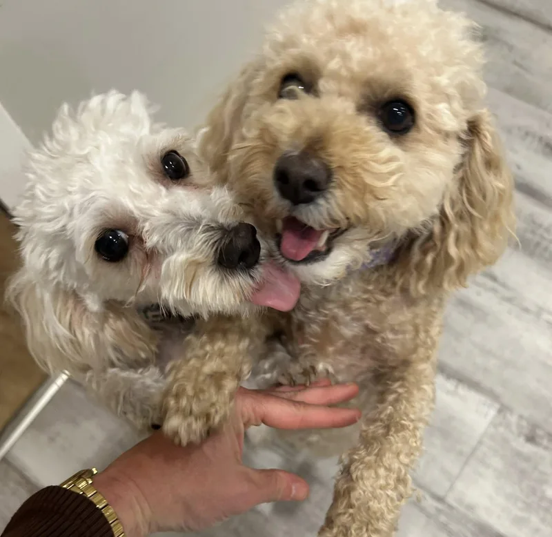 An adult small-sized female Poodle dog named Ellie & Kira for adoption in Breinigsville, PA