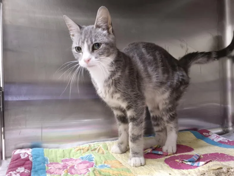 A young medium-sized male Domestic Short Hair cat named Kent for adoption in Hagerstown, MD