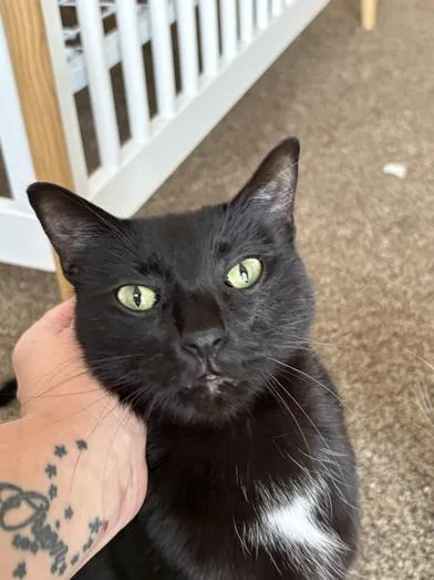 An adult medium-sized male Black Domestic Medium Hair cat named Lumi for adoption in Liverpool, TX