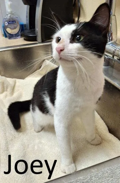 A young medium-sized male Black & White / Tuxedo Domestic Short Hair cat named Joey for adoption in Mountain View, AR