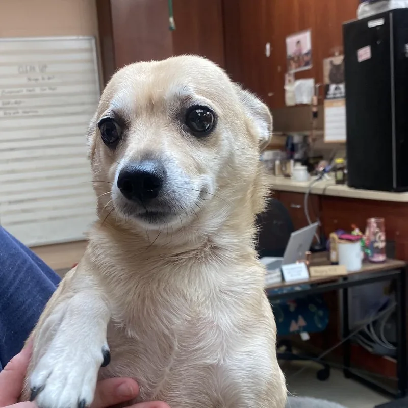 An adult small-sized male Yellow / Tan / Blond / Fawn Chihuahua dog named Grady for adoption in Columbus, GA