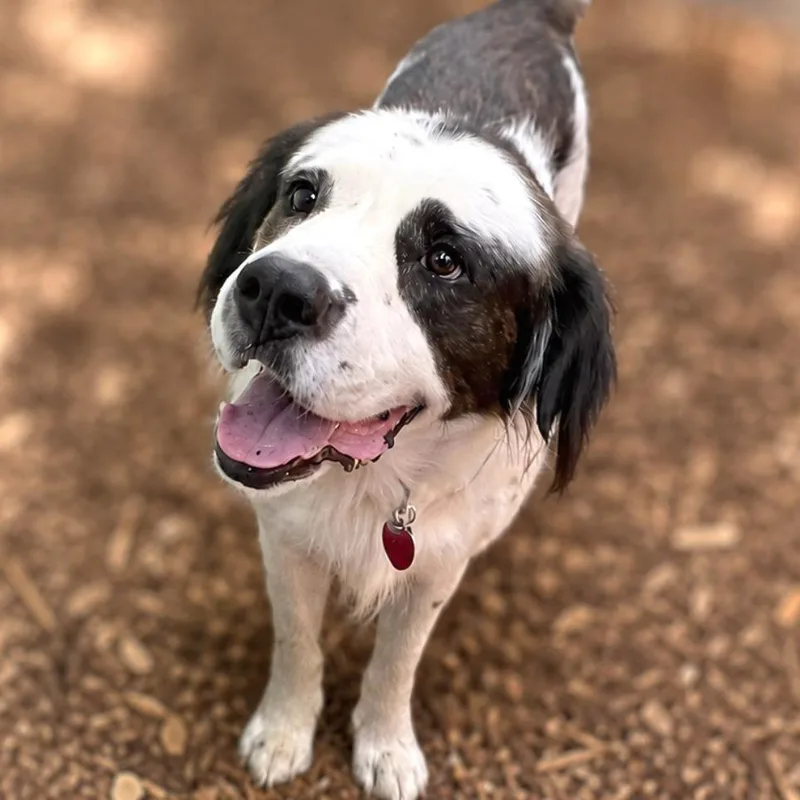 An adult large-sized male White / Cream English Springer Spaniel dog named Timber for adoption in Boerne, TX