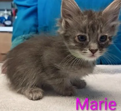 A young medium-sized female Domestic Medium Hair cat named Marie for adoption in Kansas City, MO